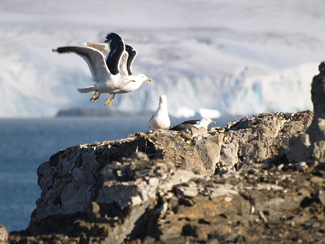 Día Mundial de las Aves Migratorias
