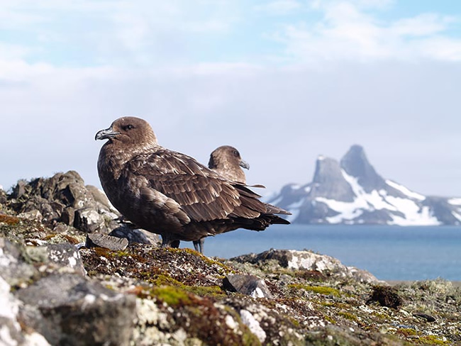 Día Mundial de las Aves Migratorias